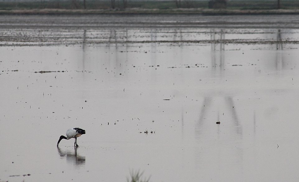 Ibis in risaia