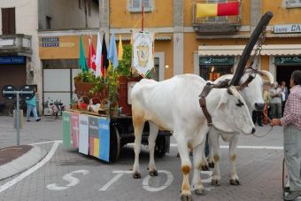 Mede Palio