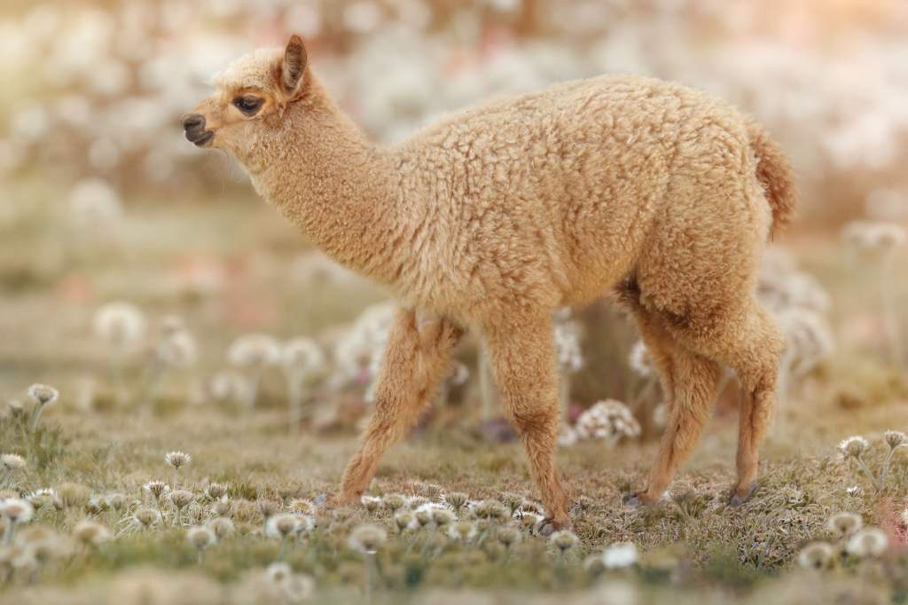 Azienda agricola capace di coniugare un'accoglienza d'alto profilo con la salvaguardia della biodiversità e della tradizione tessile e contadina